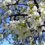 Branche-de-cerisier-en-fleurs