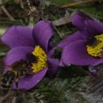 photo-14-abeille-sur-pulsatiles