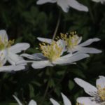 photo-2-anemones