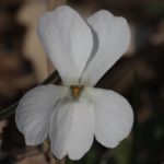 photo-20-Viola-alba