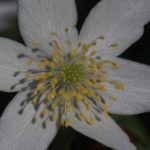 photo-3-anemones