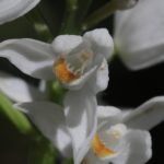 photo-4-longifolia